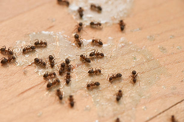 Best Residential Pest Control  in Godfrey, IL